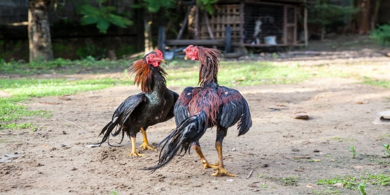 Bật mí các loại vũ khi trong đá gà cựa sắt