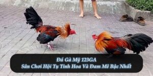 Đá Gà Mỹ 123GA – Sân Chơi Hội Tụ Tinh Hoa Và Đam Mê Bậc Nhất