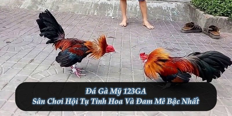 Đá Gà Mỹ 123GA – Sân Chơi Hội Tụ Tinh Hoa Và Đam Mê Bậc Nhất
